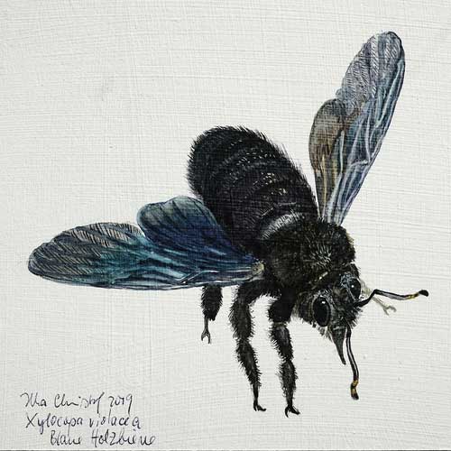 Xylocopa Violacea